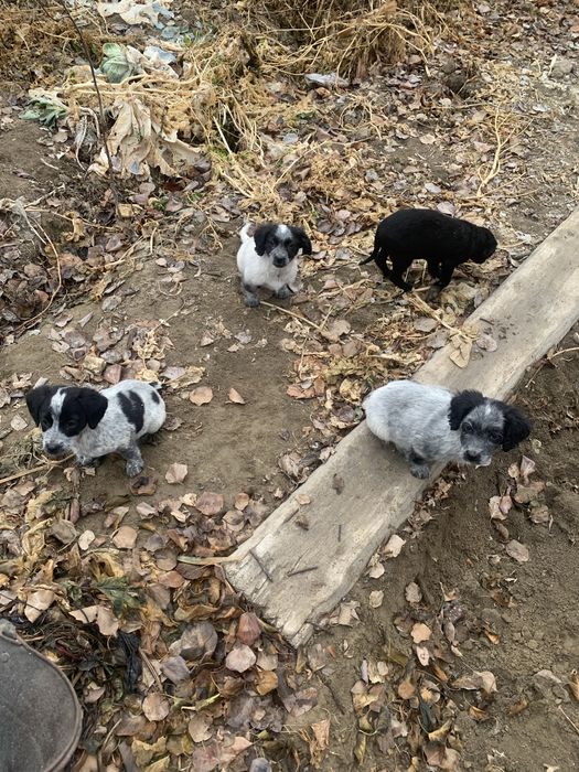 Щенки, щенок бесплатно в добрые руки