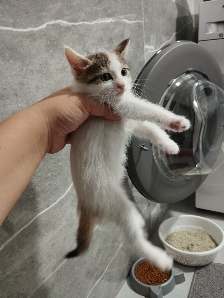 Котёнок 1.5 месяцов