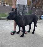Vand Femela Cane Corso
