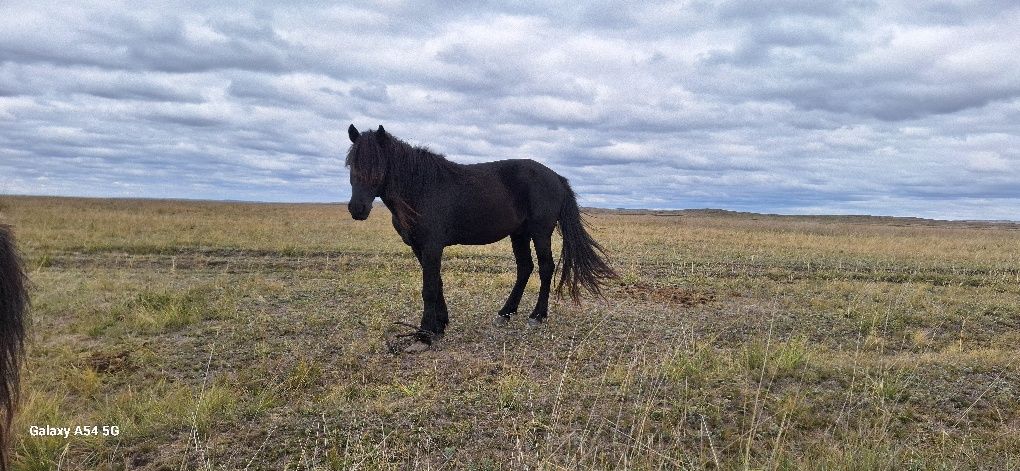 7 жасар айғыр сатылады жуас.