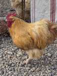 Cocos orpington .