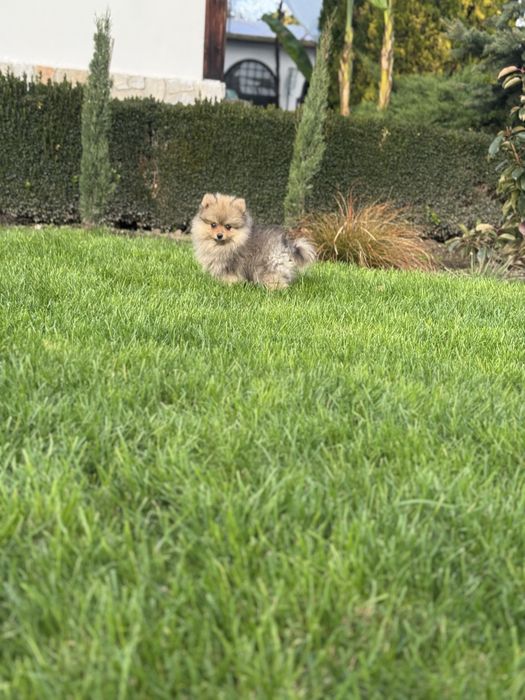 Померани на 3 месеца