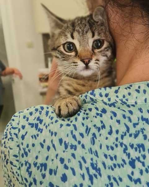 Тигрово коте тъси дом