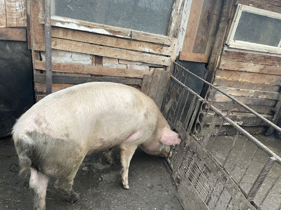 Прасета ………………..