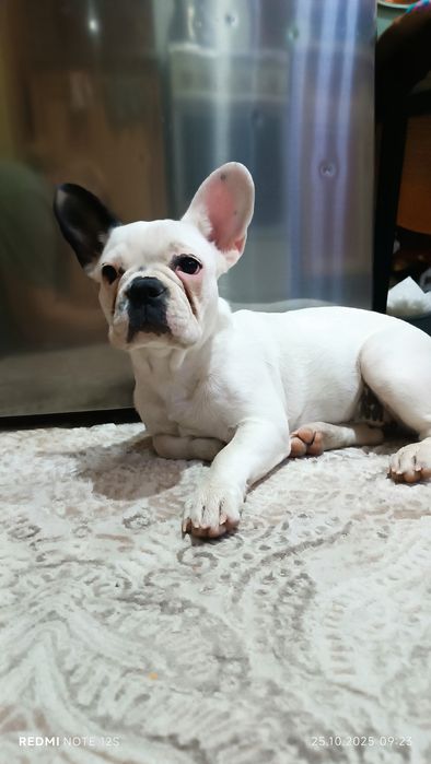 Девочка 5 месяцев