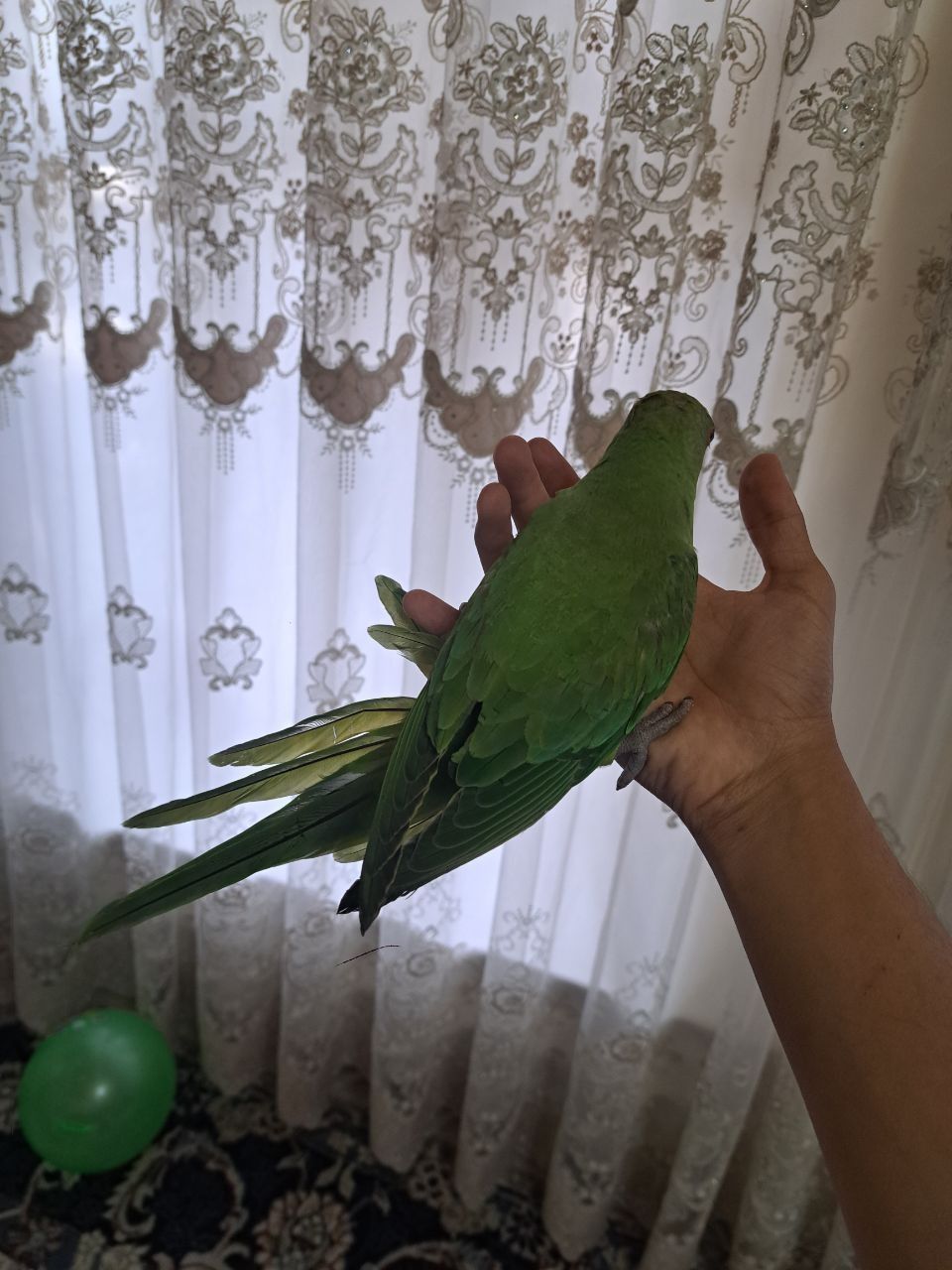 Ожереловый попугай