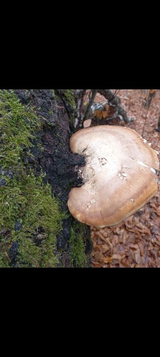Piptoporus betulinis , ciuperca medicinala