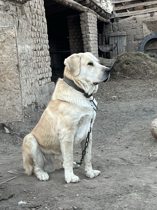 Ит(тұқымы мықты)