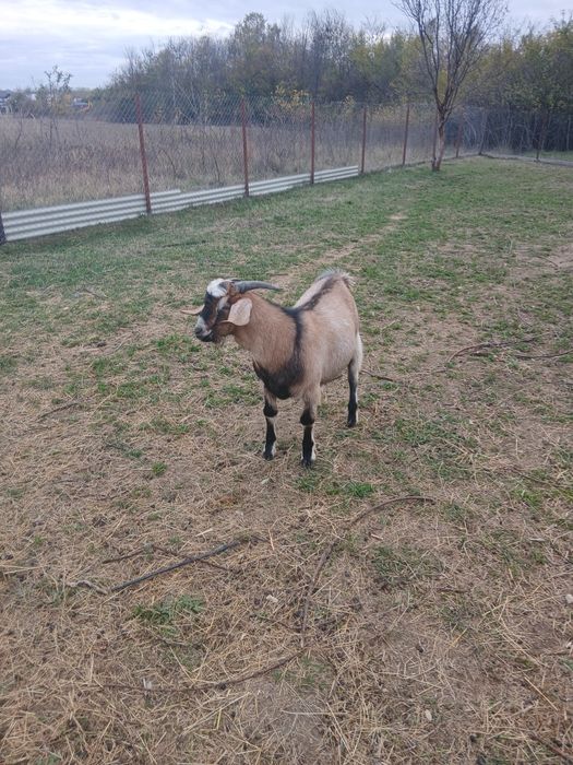 Vind tap de prasila.