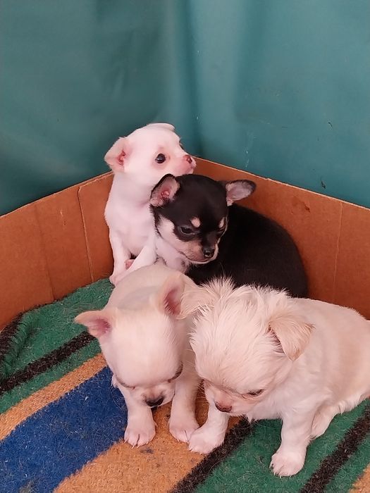 Свободни чихуахуа