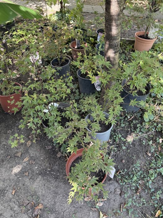 Arțari japonezi diferite marimi