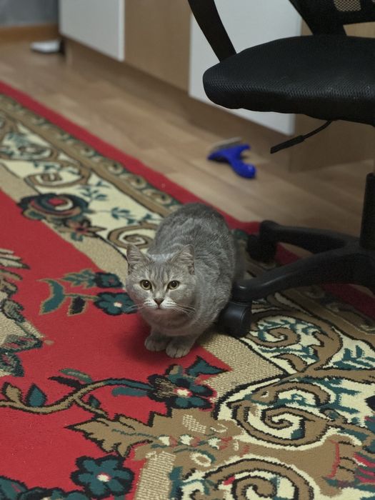 Отдам в добрые руки.