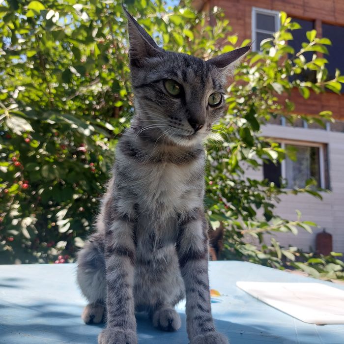 Кошка,добрая,ласковая ,нуждается в защите и добрых руках