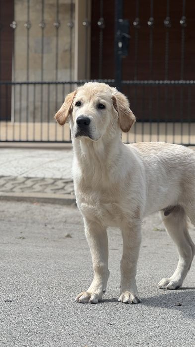 Голдън ретривър