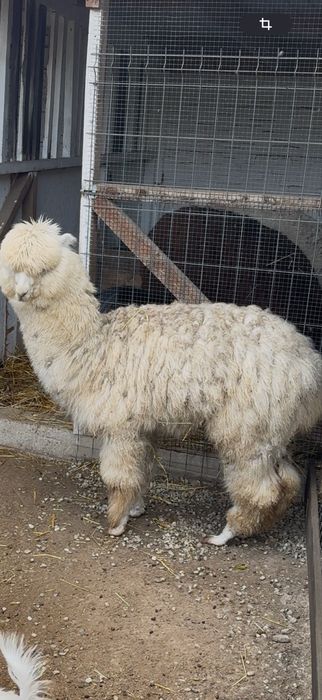 De Vanzare Pereche Alpaca 2 Ani