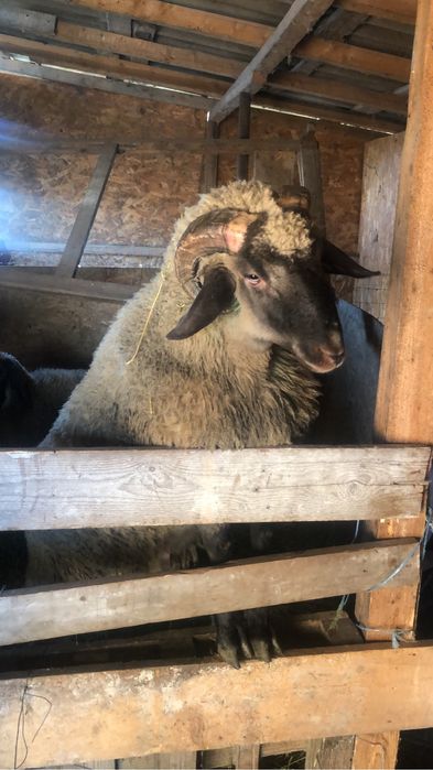 Vaand sau schimb berbec