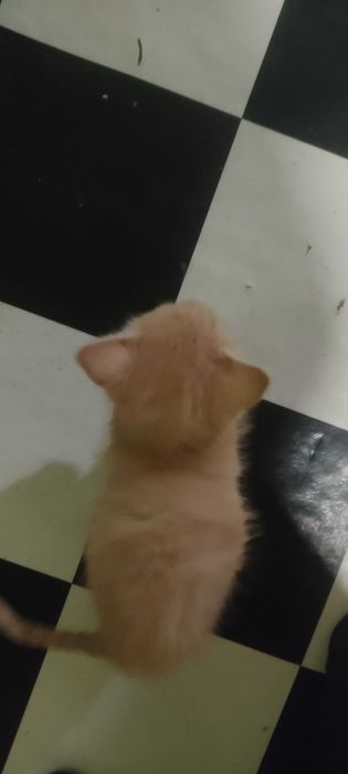 Котята 3шт жёлтого цвета отдаем срочно