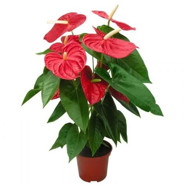 Комнатное растение - (Anthurium) - Голландский Антуриум