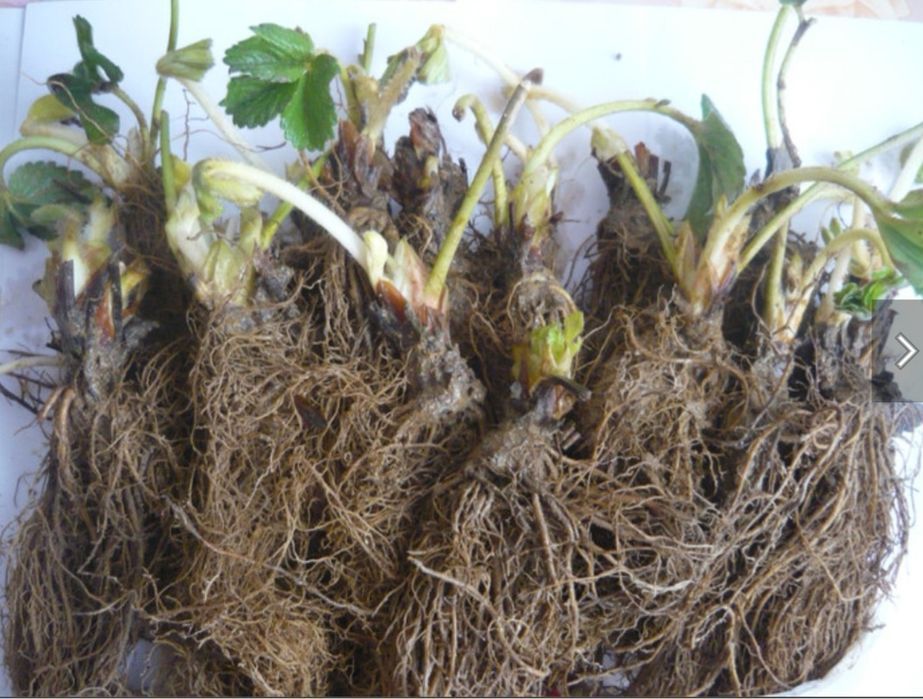 Premium stoloni capsuni A+