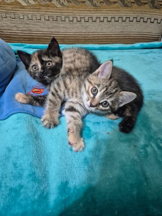 Котята, 1,5 месяца