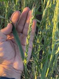 Семена пшеницы сорт «Айна»