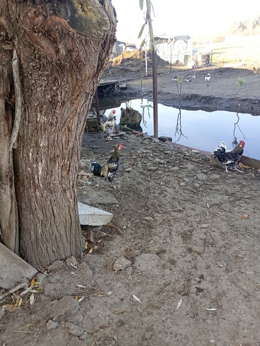 Vând cocosii tineri de anul acesta