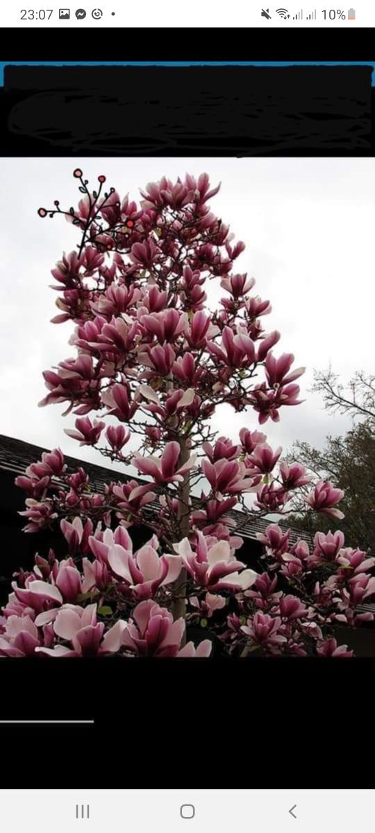 Vând mesteacăn cu dimensiuni de la 3 la 7m platan catalpa magnolia