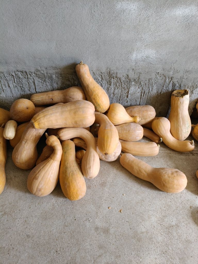 Асқабақ тыква местный