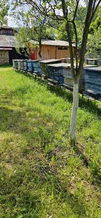 Vând 15 familii albine la alegere din 40