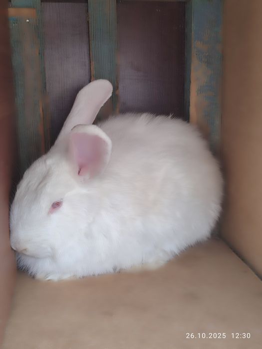Kaliforniya quyonlari sotiladi
