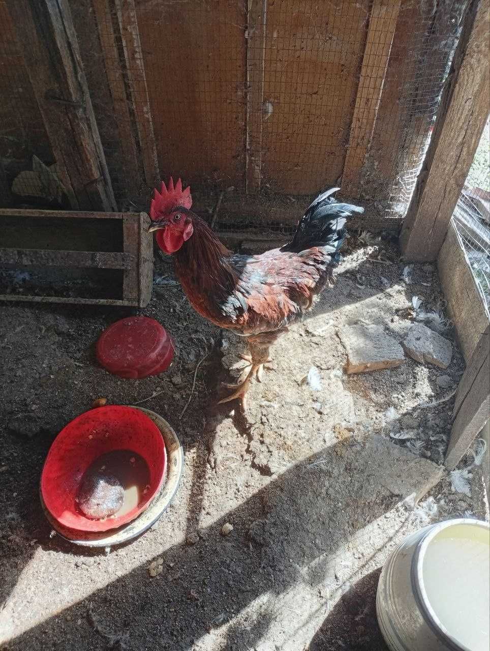 Продам Петухов и одну Индейку.