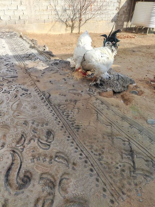 Tovuq va xoʻroz bruller