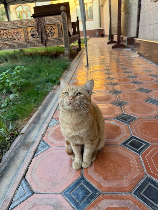 Отдам даром кошек мальчики