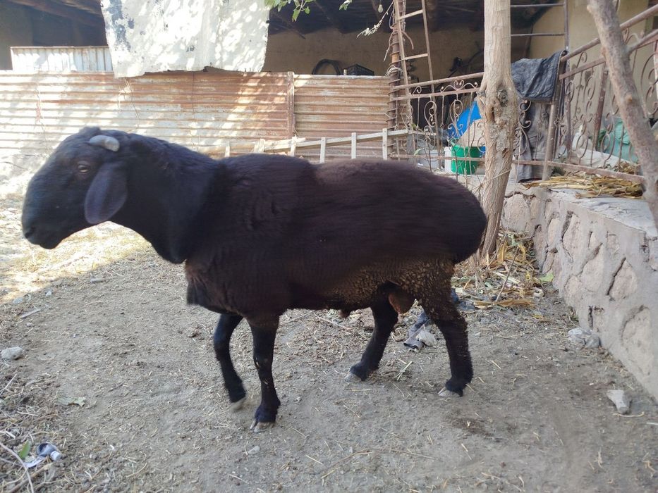 Qo‘chqor sotiladi