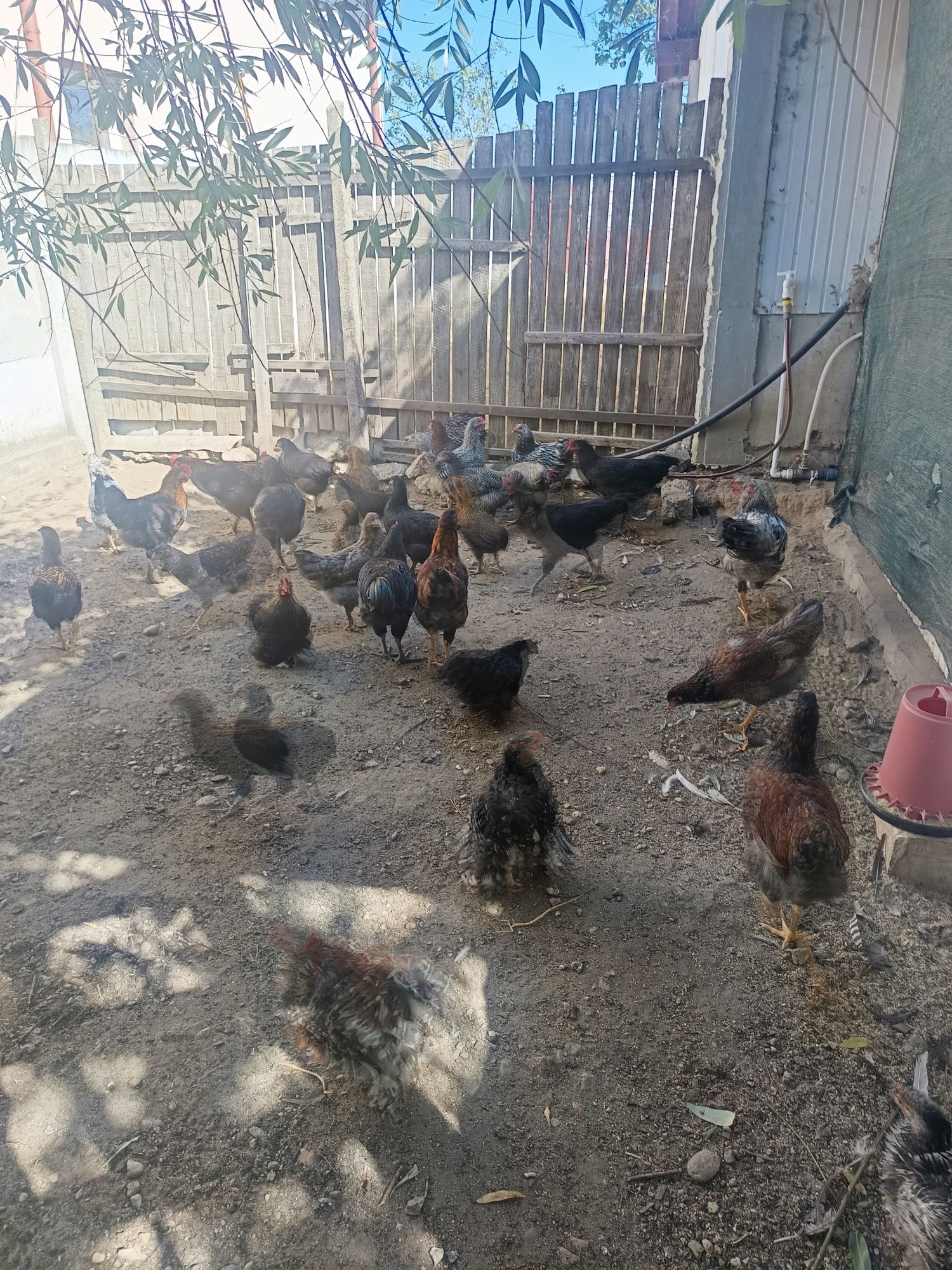 Cocoși de rasă  4 și 5 luni