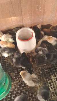 Домашие цыплята двух недельные