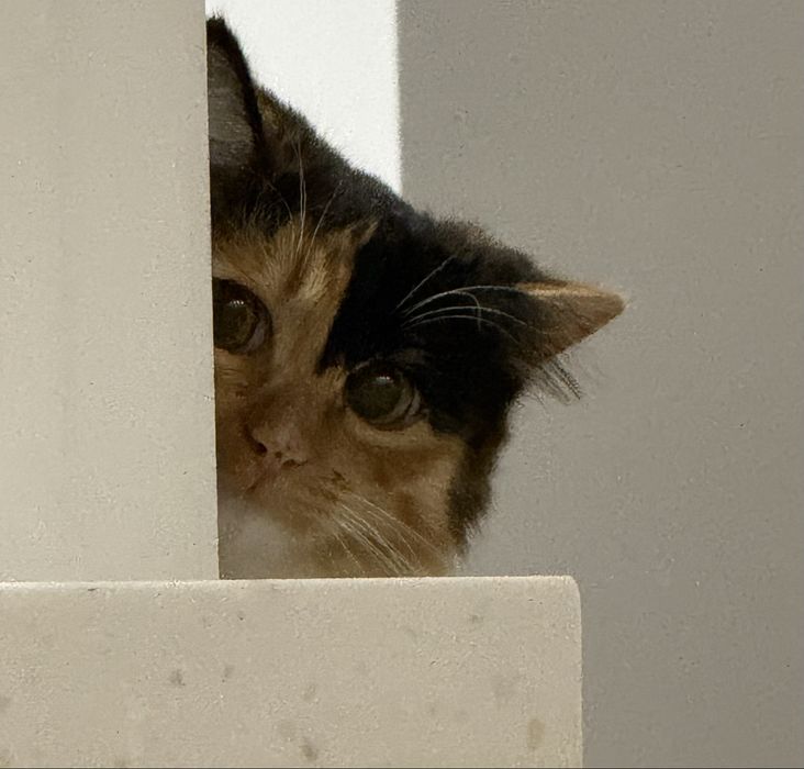 Отдам кошечку в добрые руки