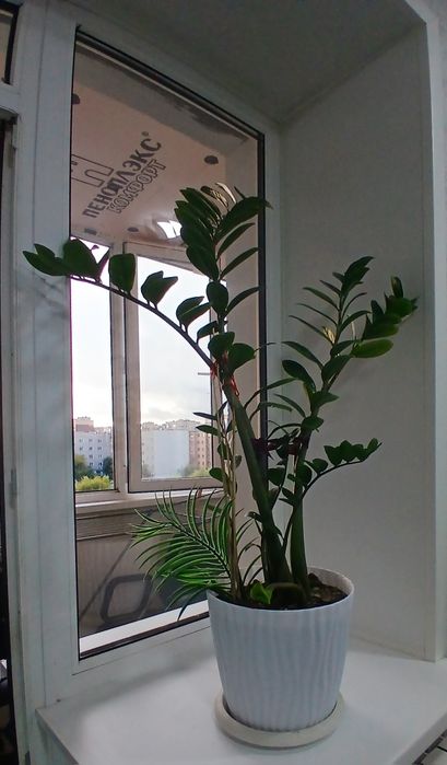 Доллоровое дерево комнатные цветы