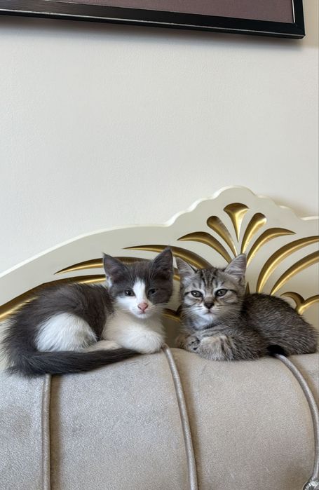 Котята ищут заботливых хозяев