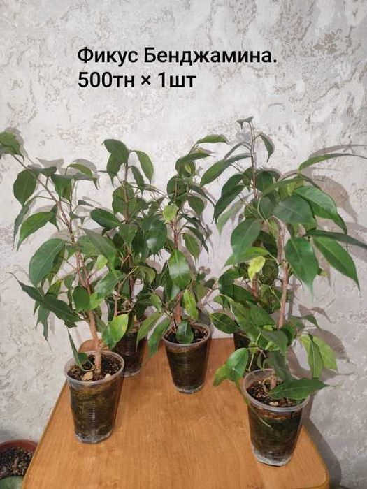 комнатные, декоративные, сортовые цветы