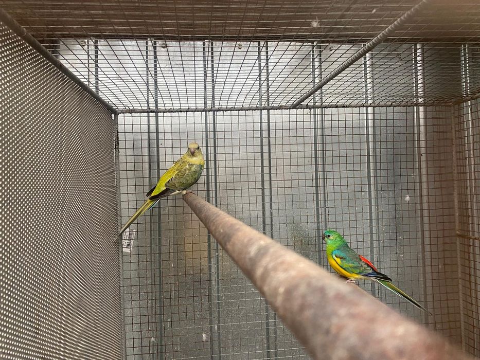 Vand papagali si canari