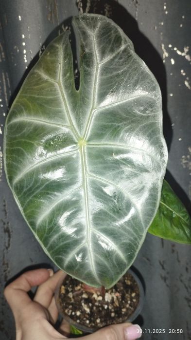 Продается Шикарная Алоказия Марокко