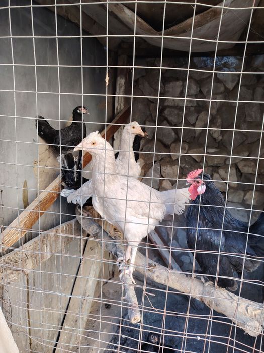 Товук, хуроз ва 4-5 ойлик жужалар сотилади.