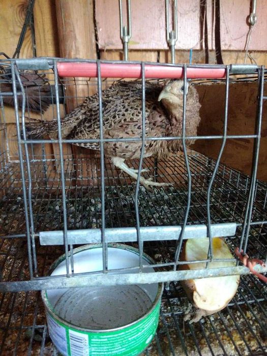 5 cocosei si 5 gainuse fazani comuni din mai 2025