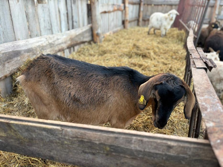 Продается бараны