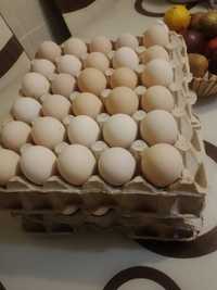 Vindem ouă de găini australorp Negru,Alb, Albastru și Splash