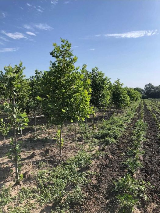 Arbori de Calitate Extra: Tei, Platan, Carpen | ZERO RISC