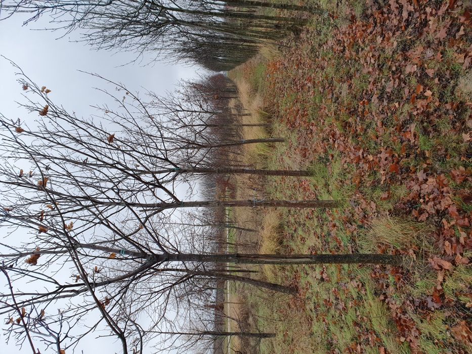 Mesteacăn alb/ Tei / Platani/Paltin /Frasin Stejar/Artarde la 2 la 5m