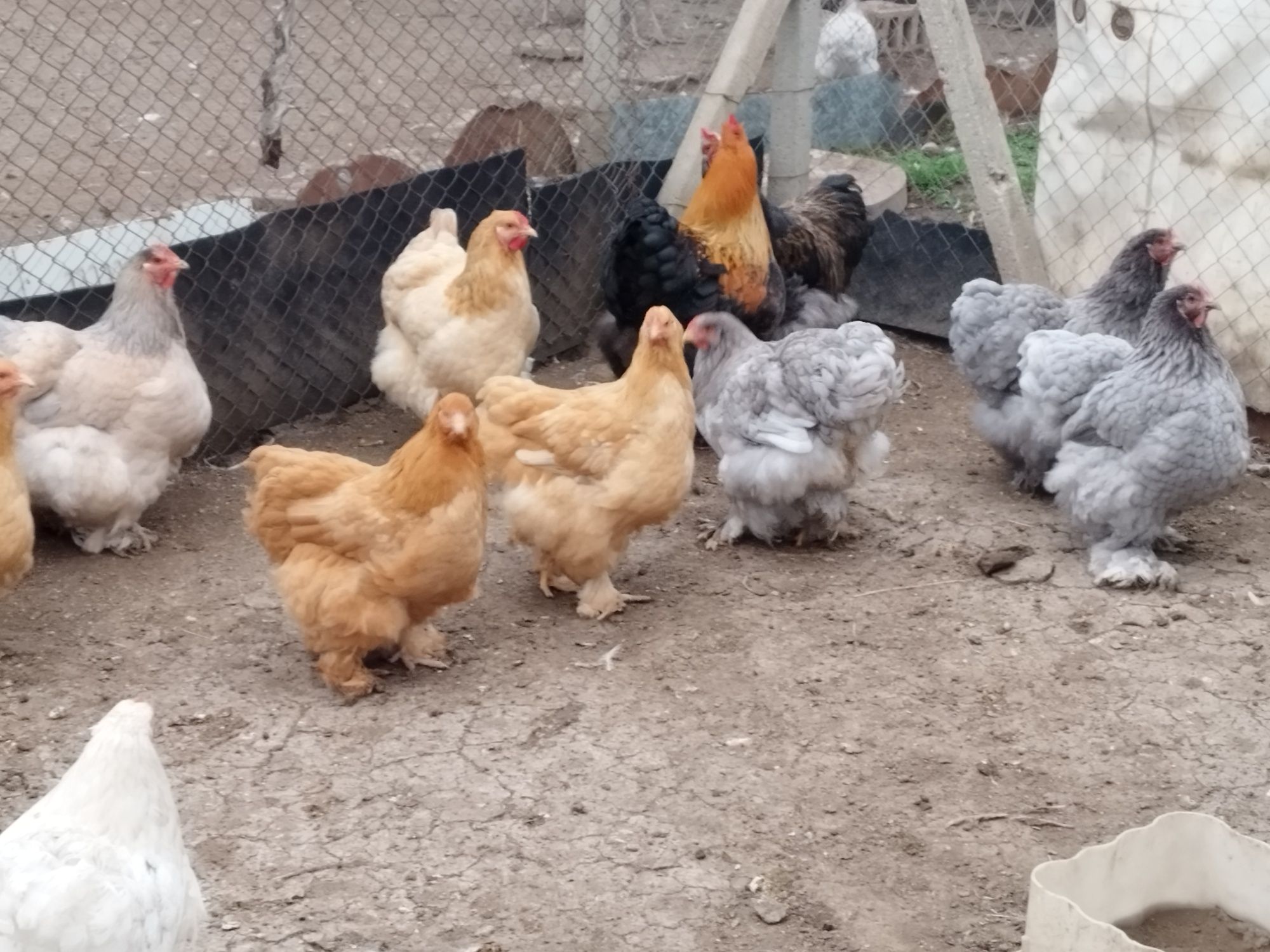 Яйца и пилета от породисти
