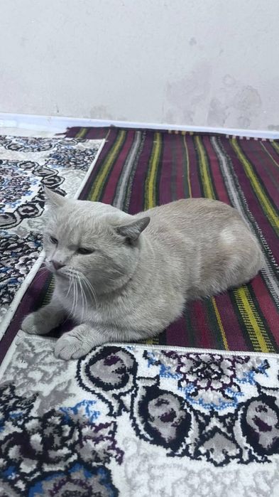 skottiw zotli mushuk sotiladi